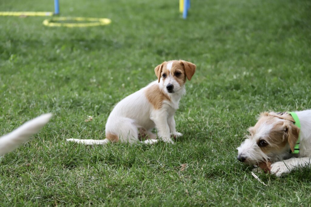 jack russell terrier