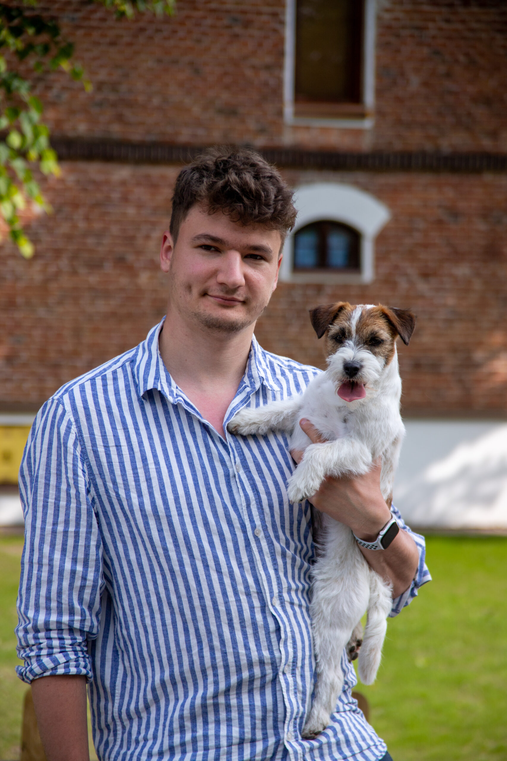 jack russell terrier