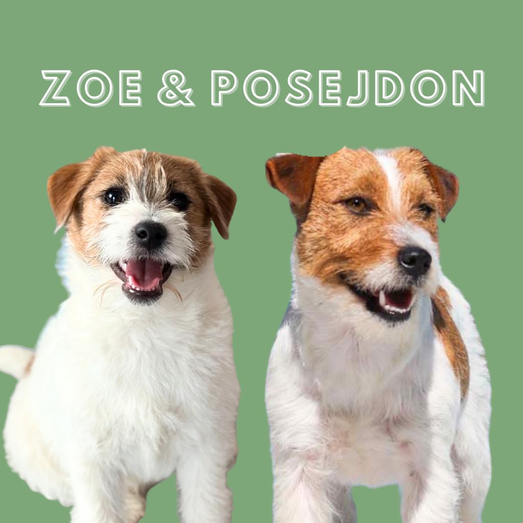 jack russell terrier