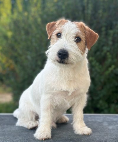 jack russell terrier