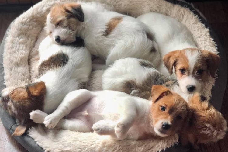 jack russell terrier