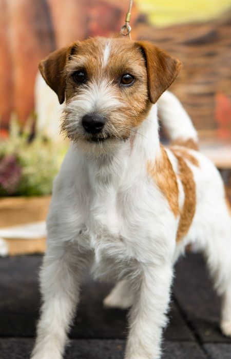 jack russell terrier