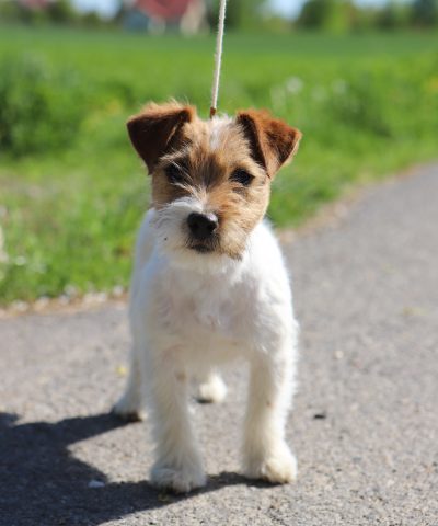 jack russell terrier