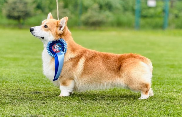 welsh corgi pembroke