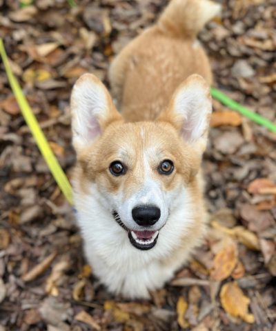 welsh corgi pembroke