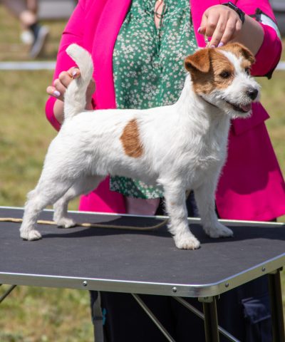 jack russell terrier