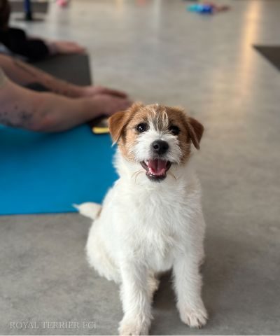 jack russell terrier